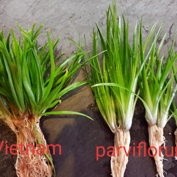 Eriocaulon parviflorum&Vietnam
